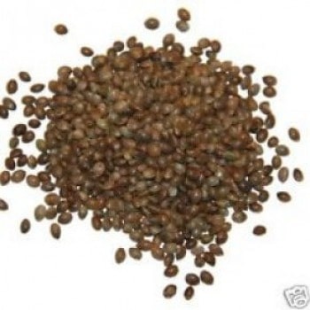 Ice Feminized Cannabis Seeds